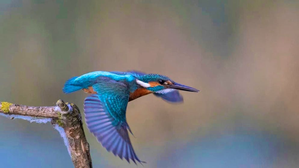 Switzerland has chosen the kingfisher as Bird of the Year 2026