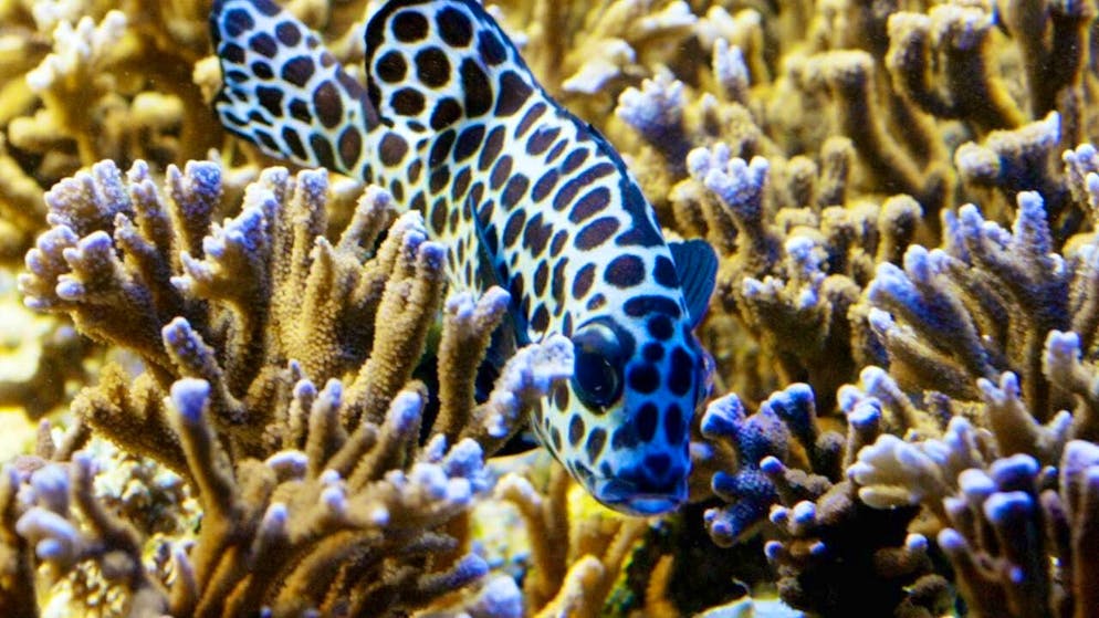 Researchers discover a previously unknown species of stony coral in the deep sea. (symbolic image)