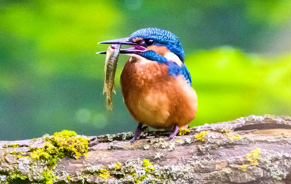 A kingfisher with a small fish in its beak lingers on a branch.