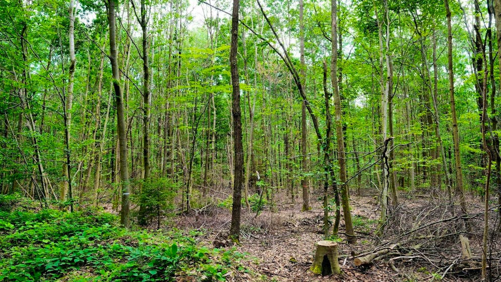 Should children be allowed to grow up isolated in the forest? This question is being hotly debated in Italy.