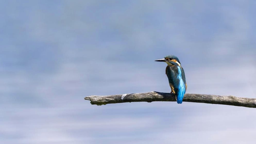 Le martin-pêcheur est rare en Suisse. Il figure sur la liste rouge des espèces menacées d'extinction (archives).