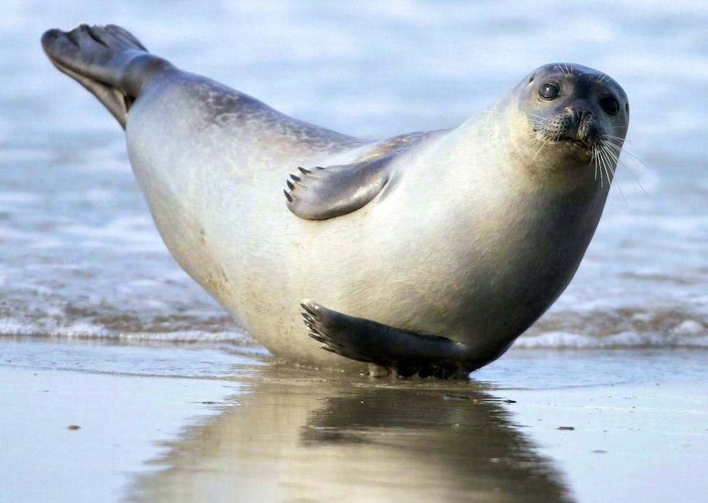 Seal milk is good. Says science.