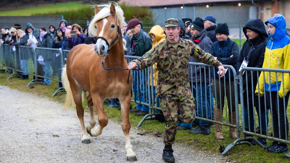 Alle Pferde aus Ramiswiler Tierschutzfall versteigert. Die Haflingerstute Caya wird den Interessenten von einem Armeeangehörigen präsentiert.