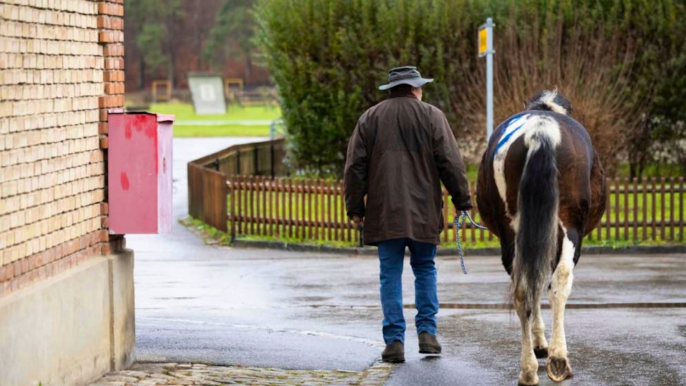 Alle Pferde aus Ramiswiler Tierschutzfall versteigert. Zwei, die sich gefunden haben.
