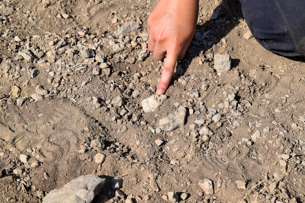 Part of the jawbone of Australopithecus deyiremeda discovered in the Afar region of Ethiopia