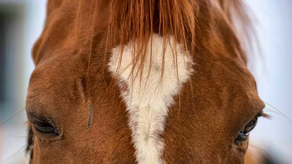 In a residential area in Menziken, the private keeping of horses by a homeowner is causing controversy. (symbolic image)
