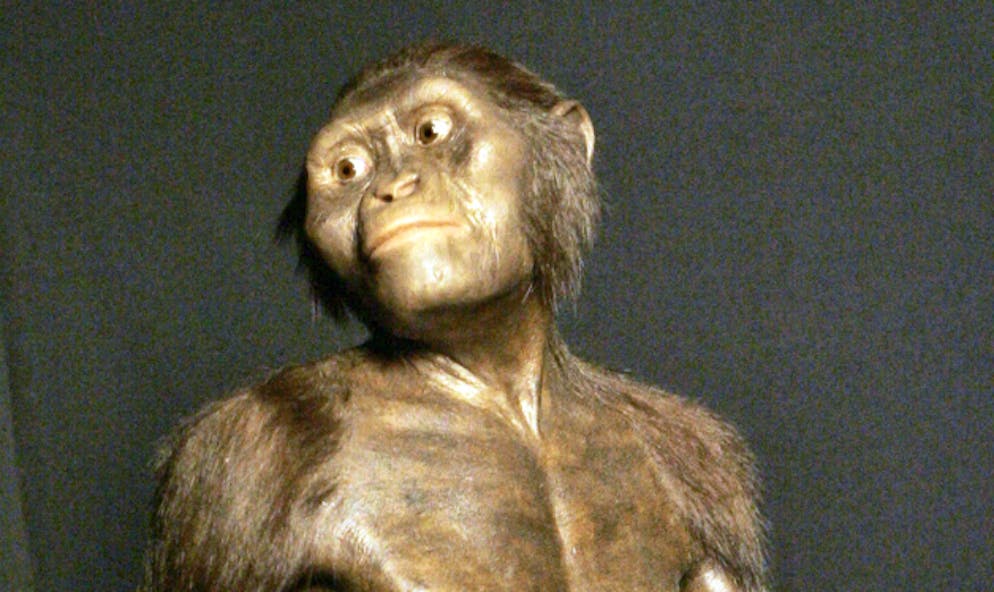 Jusqu'à la découverte de ce pied à Burtele, dans le nord-est de l'Ethiopie, en 2009, l'espèce de Lucy (ici reconstituée en photo) était considérée comme le seul ancêtre de l'homme, ayant vécu dans cette région il y a plus de trois millions d'années.