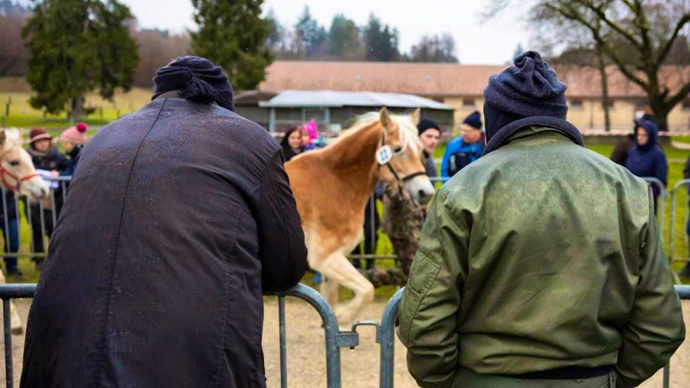 All horses from Ramiswil animal welfare case auctioned off. The horses trotted along the demonstration course under the watchful eyes of an expert audience.