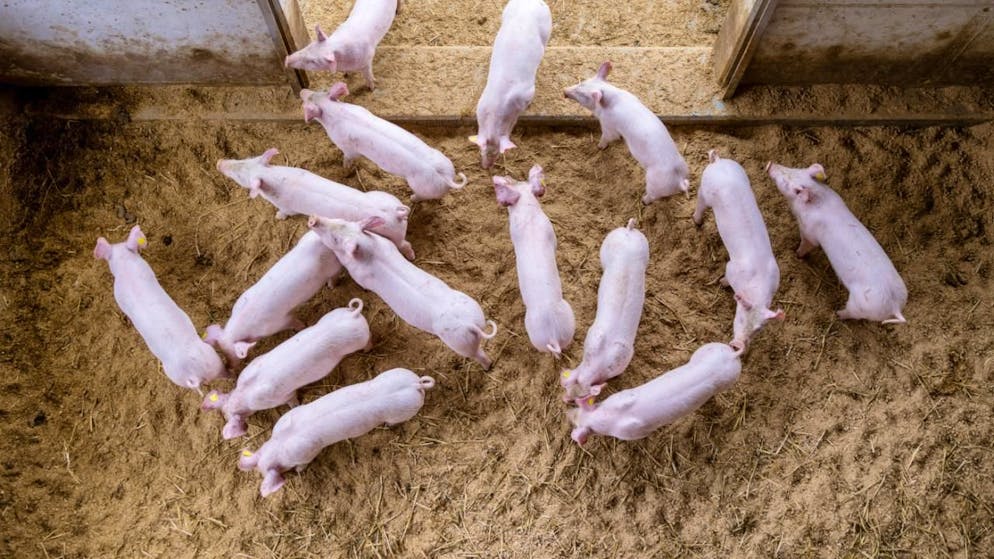 Un reportage d'une télévision danoise dénonce des mauvais traitements dans plusieurs élevages porcins du pays (photo d'illustration).