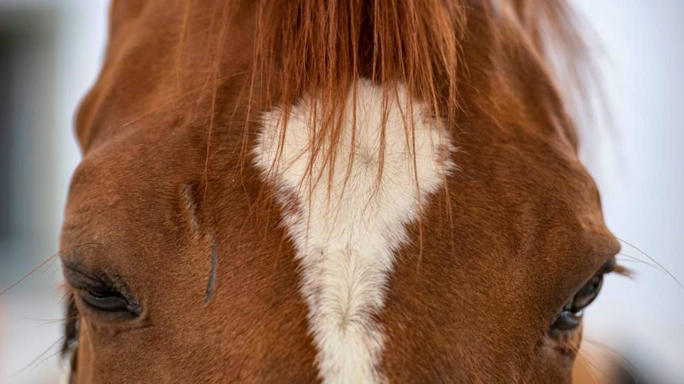 Menziken AG. Pferdestall im Wohnquartier sorgt für Zoff