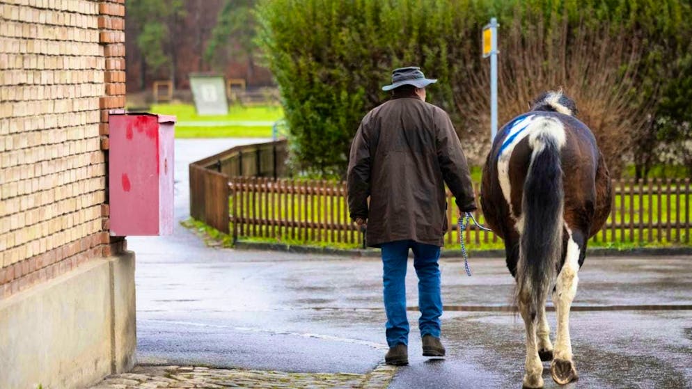 All horses from Ramiswil animal welfare case auctioned off. Two who have found each other.