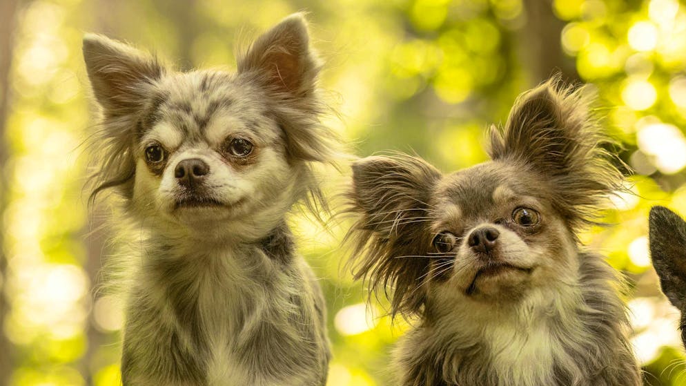 Anche i chihuahua.... Ecco la scoperta genetica che cambierà il tuo modo di guardare ai cani