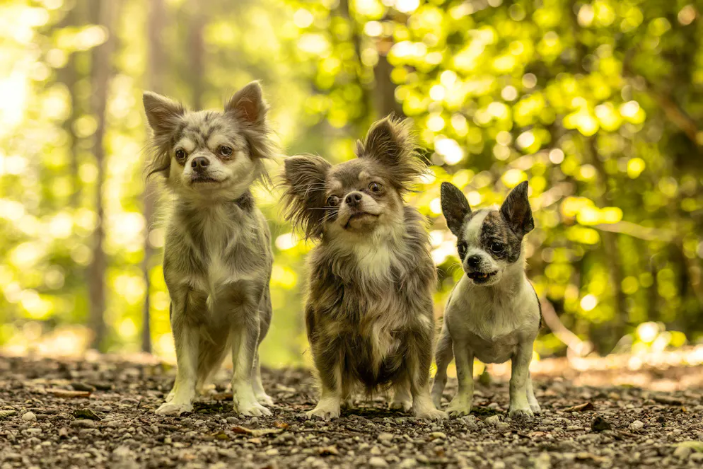 Il 64% delle razze canine moderne ha tra i suoi antenati il lupo. Persino i piccoli Chihuahua, che ne contengono circa lo 0,2%.