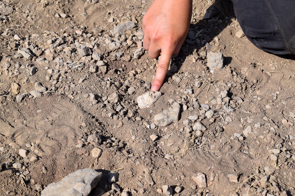 Ein Teil des Kieferknochens des Australopithecus deyiremeda, der in der Afar-Region in Äthiopien entdeckt wurde