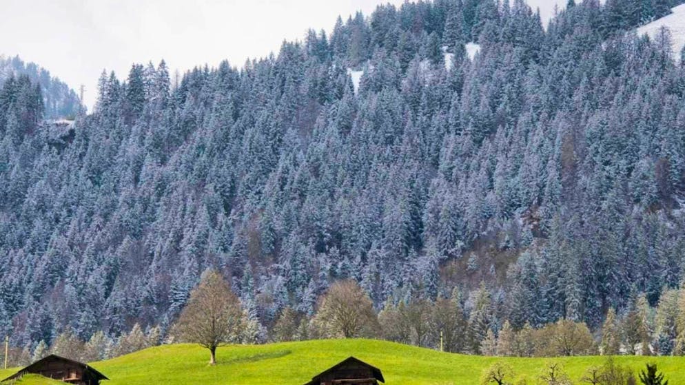 Two weeks ago, a mountain biker had an accident in Erlenbach in the Simmental valley. He has now succumbed to his injuries. (symbolic image)