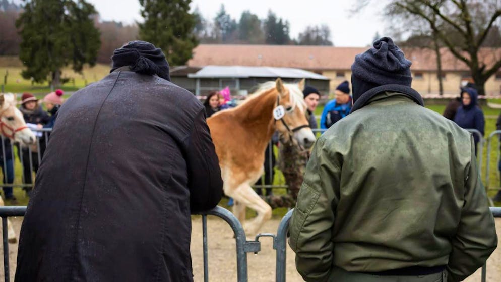 Alle Pferde aus Ramiswiler Tierschutzfall versteigert. Unter den Augen eines fachkundigen Publikums trabten die Pferde über die Vorführstrecke.