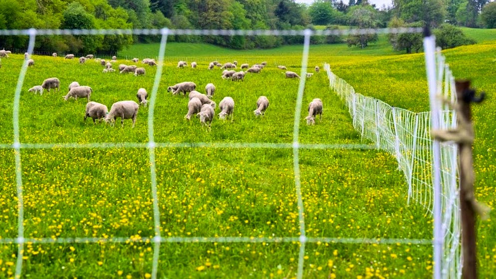 An example of livestock protection: electric fencing on a sheep pasture in Baden-Württemberg D. (archive photo)
