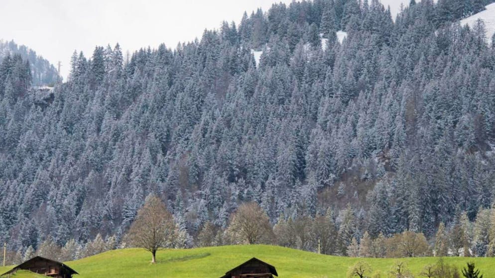In Erlenbach im Simmental verunfallte vor zwei Wochen ein Mountainbiker. Nun erlag er seinen Verletzungen. (Symbolbild)