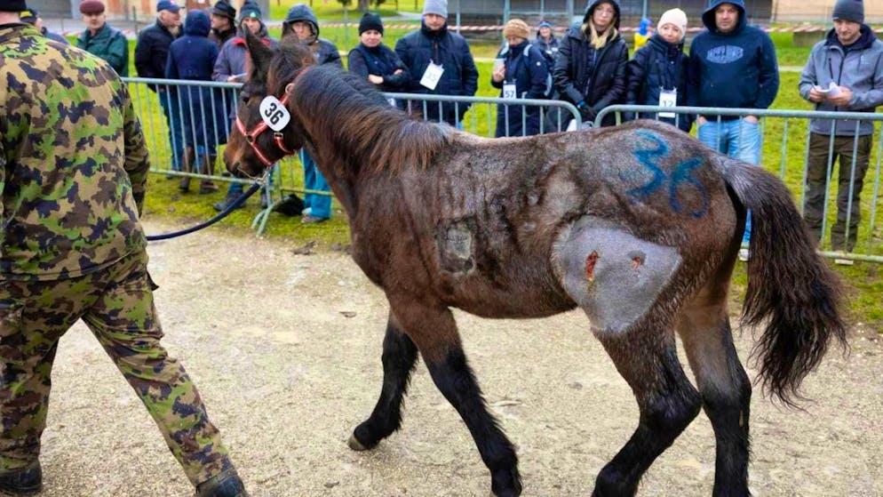 All horses from Ramiswil animal welfare case auctioned off. Happy ending for a Noriker foal that was bought at auction for 900 francs.