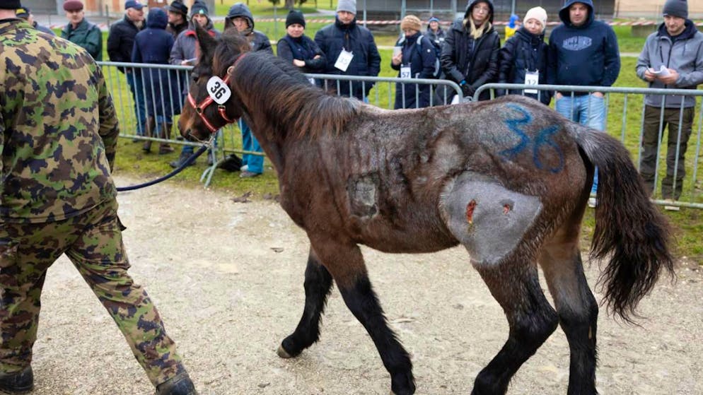 Alle Pferde aus Ramiswiler Tierschutzfall versteigert. Happy End für ein Noriker-Fohlen, das für 900 Franken ersteigert wurde.
