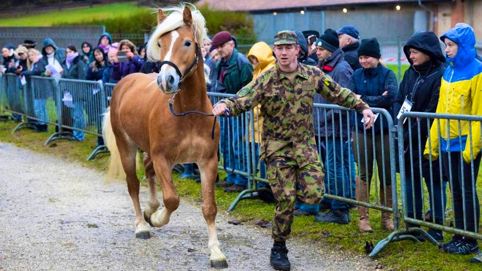 All horses from Ramiswil animal welfare case auctioned off. The Haflinger mare Caya is presented to interested parties by a member of the army.
