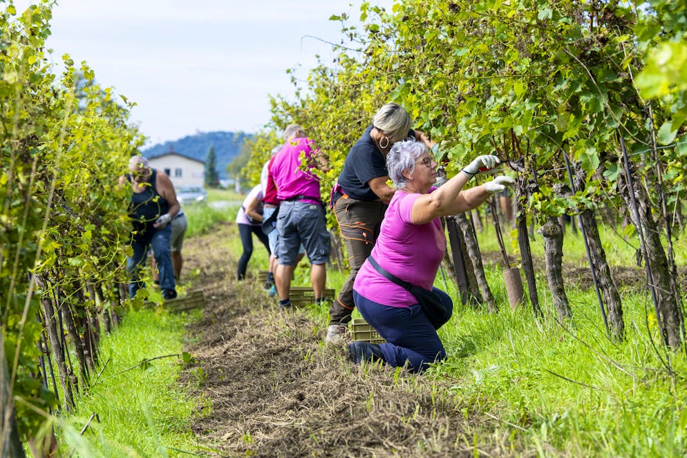Un’annata difficile, segnata da rese più basse e sfide fitosanitarie.