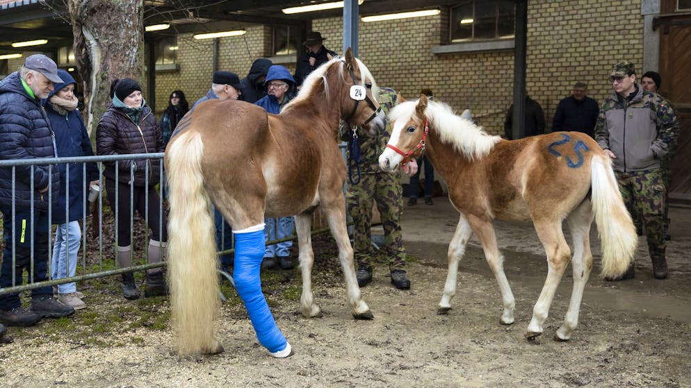 Die Haflinger Stute Shakira und ihr Fohlen Spirit bei der gestrigen Versteigerung in Bern.