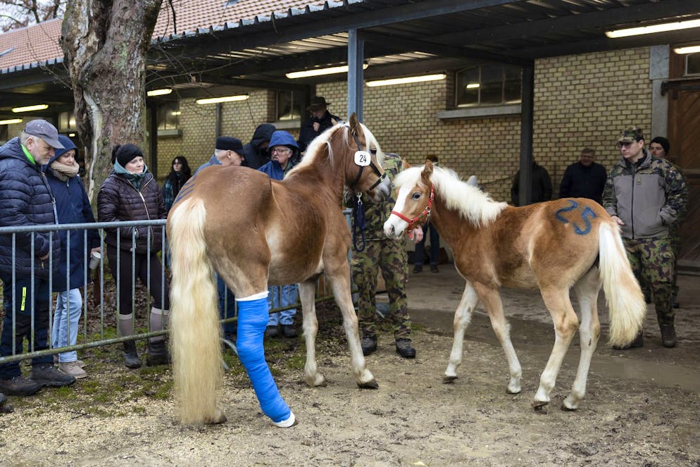 bluewin.ch - Swiss animal welfare criticizes auction of horses from scandalous farm in Ramiswil
