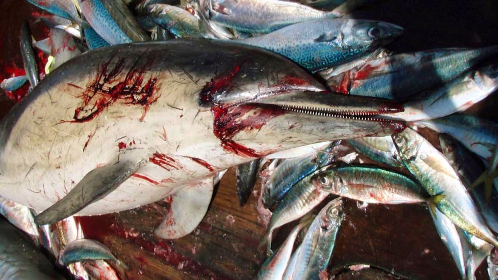 1900 dauphins communs sont morts par capture accidentelle entre le 1er décembre 2024 et le 31 mars 2025 dans le golfe de Gascogne (cliché symbolique/Keystone archives).