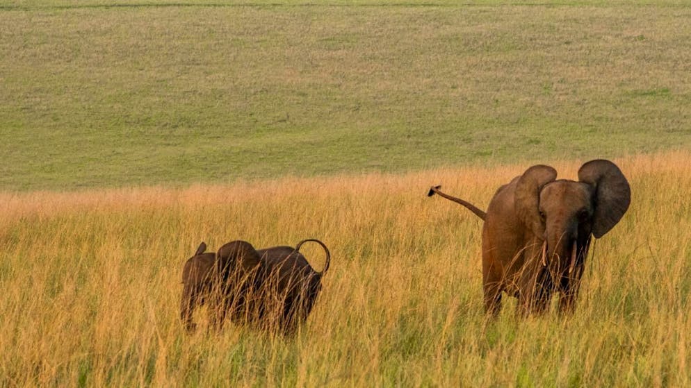 Le Gabon abrite deux tiers des éléphants de forêt africains (archives).