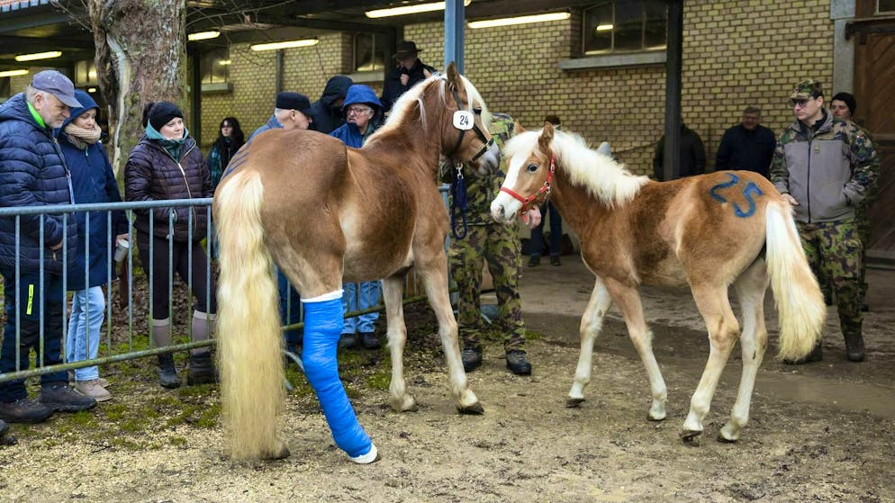 The Haflinger mare Shakira and her foal Spirit at yesterday's auction in Bern.