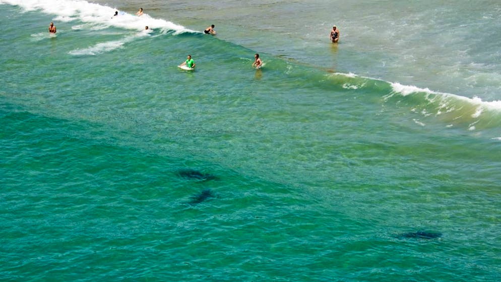 A Crowdy Bay. Turista svizzera uccisa da uno squalo in Australia, il compagno è grave