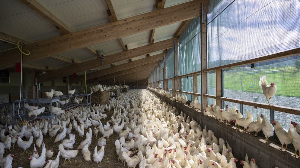 Poultry farms in danger. Bird flu forces free-range chickens into the barn