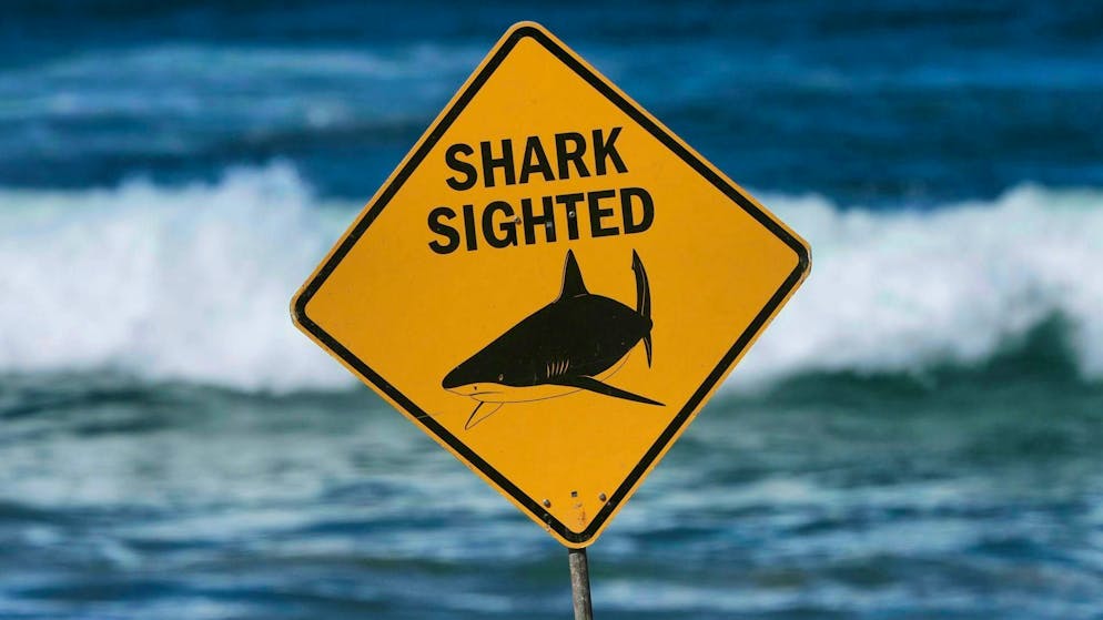 Australie. Un adolescent gravement blessé par un requin
