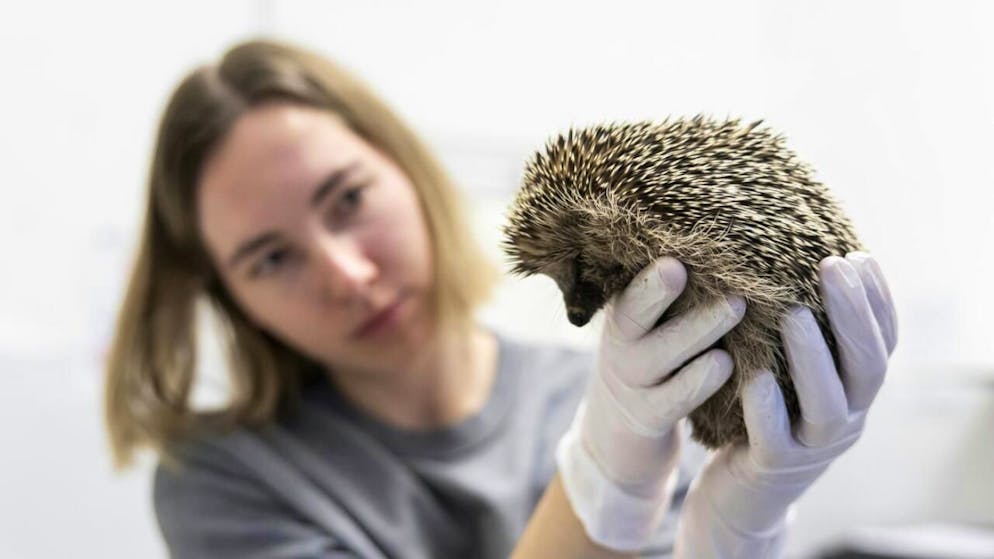 Les hérissons qui transitent par le centre de soins de la Garenne sont généralement trop faibles et trop maigres pour survivre à l'hiver sans aide.