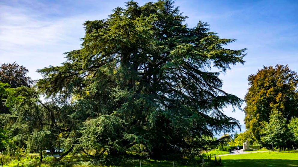 Pas moins de 108 cèdres sous gestion de la ville de Lausanne ont fait l'objet d'un contrôle supplémentaire (illustration).