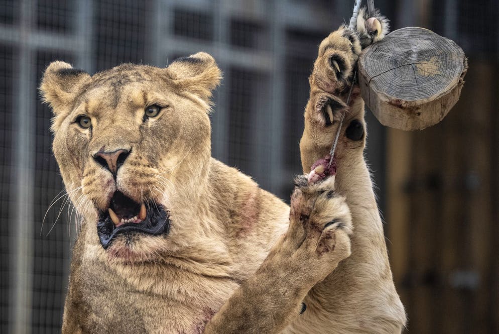 Der Eindringling kletterte rund sechs Meter über eine Mauer und an einen Baum in das Gehege hinunter. 