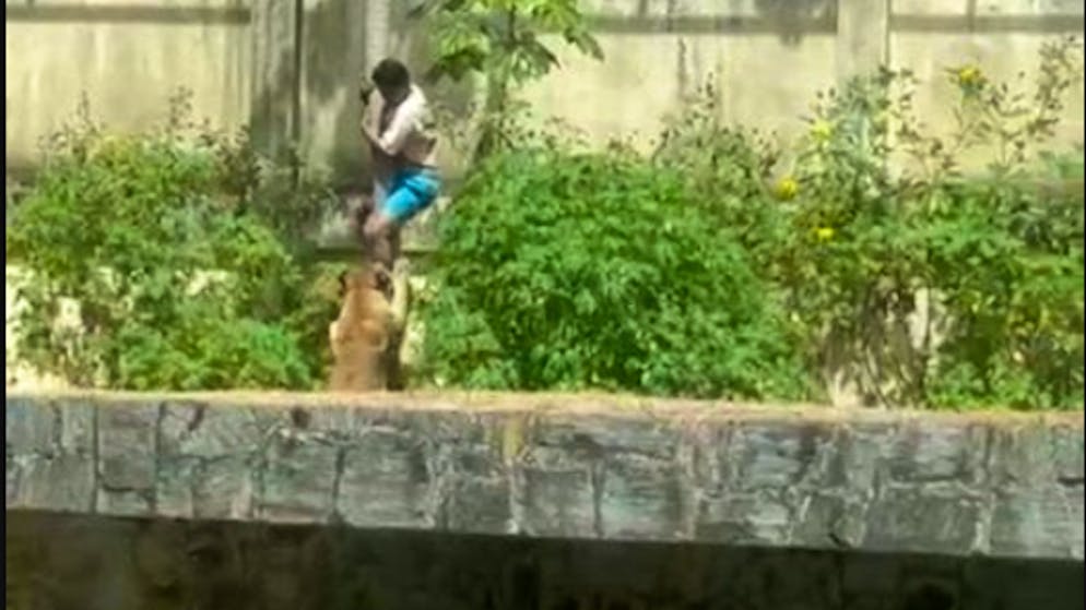 Der Mann wird von dem Tier tödlich verletzt.