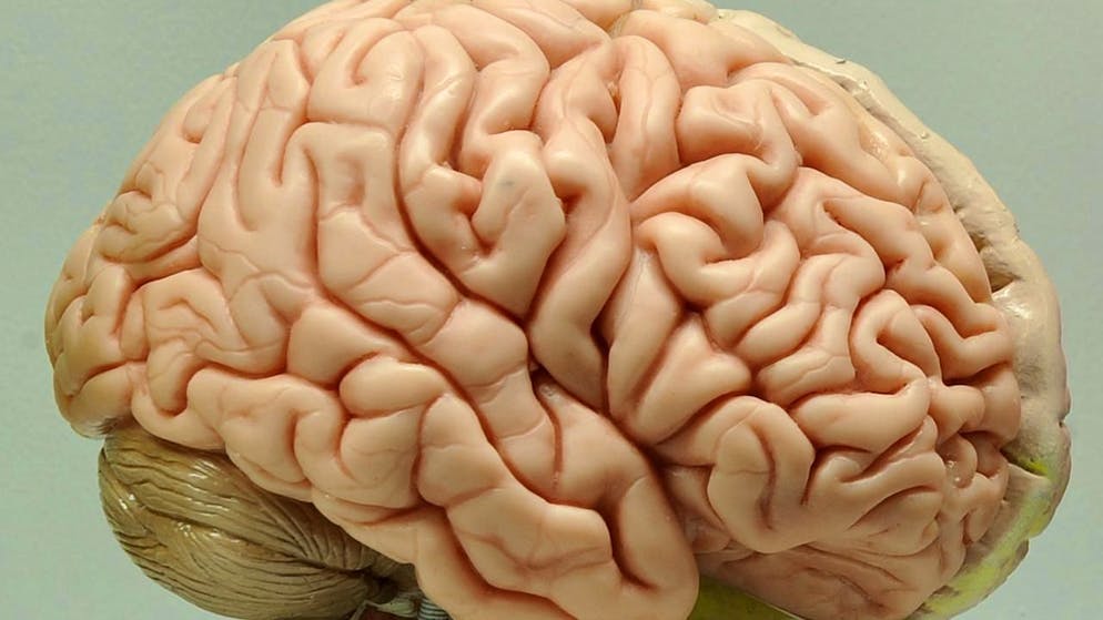 Un millimètre cube de tissu cérébral contient quelque 100'000 neurones, connectés entre eux par environ 700 millions de synapses et 4 kilomètres de "câblage". La manière dont ces neurones sont connectés les uns aux autres détermine la manière dont le cerveau fonctionne.