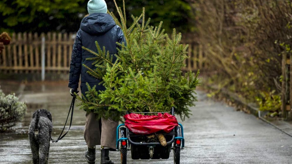Umweltbehörden empfehlen, Weihnachtsbäume wenn möglich in der Region zu kaufen. (Archivbild)