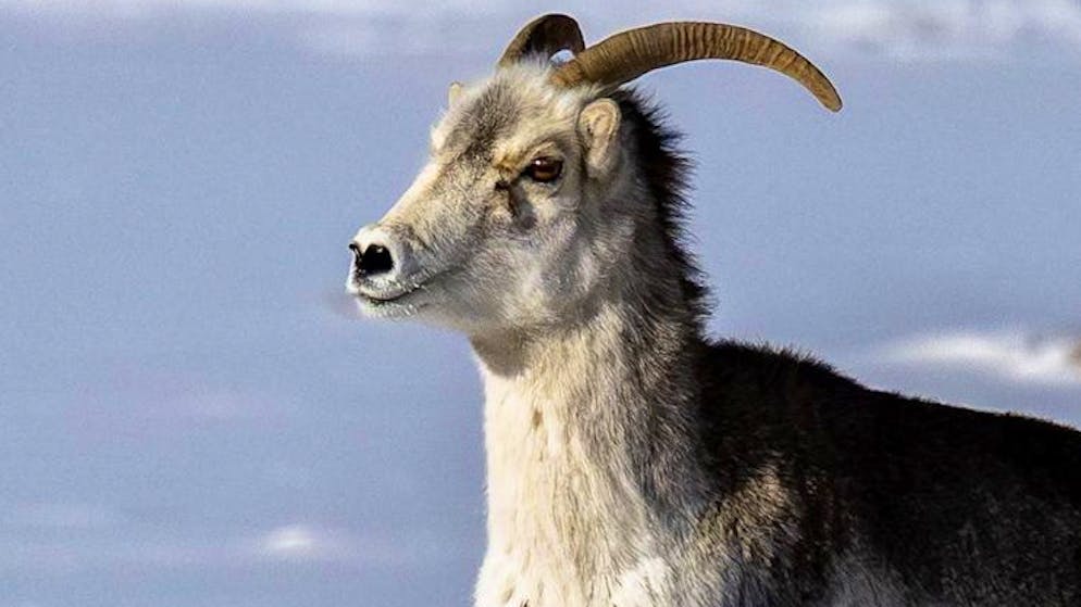 Good news. Endangered Argali sheep on the rise again