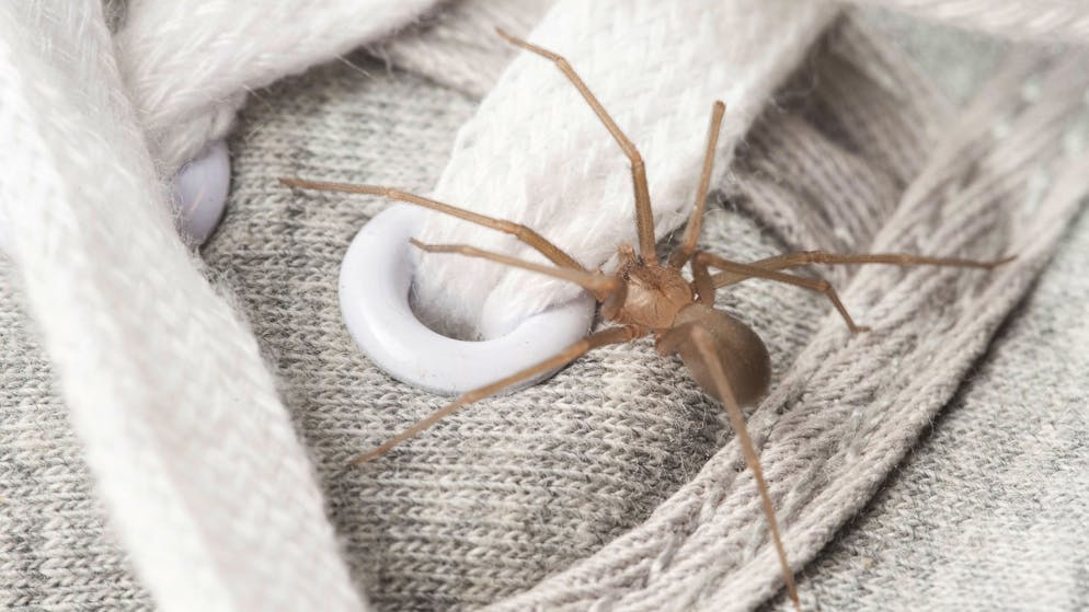 Whole nest in the cellar. Craftsman discovers poisonous recluse spider in German university