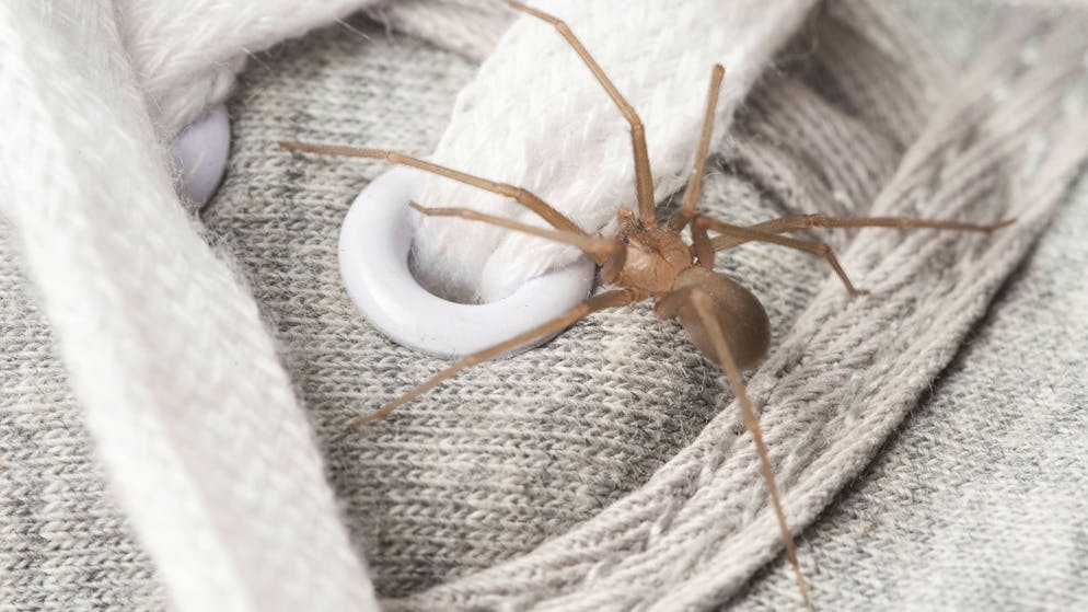 Eine Gefahr geht von der Chilenischen Einsiedlerspinne vor allem dann aus, wenn sie sich in herumliegender Kleidung versteckt, die dann angelegt wird.