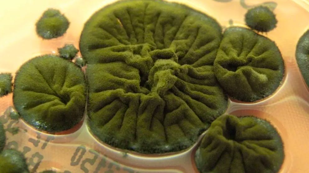 Dieser Pilz ist resistent gegen Strahlung und soll sogar davon leben können.