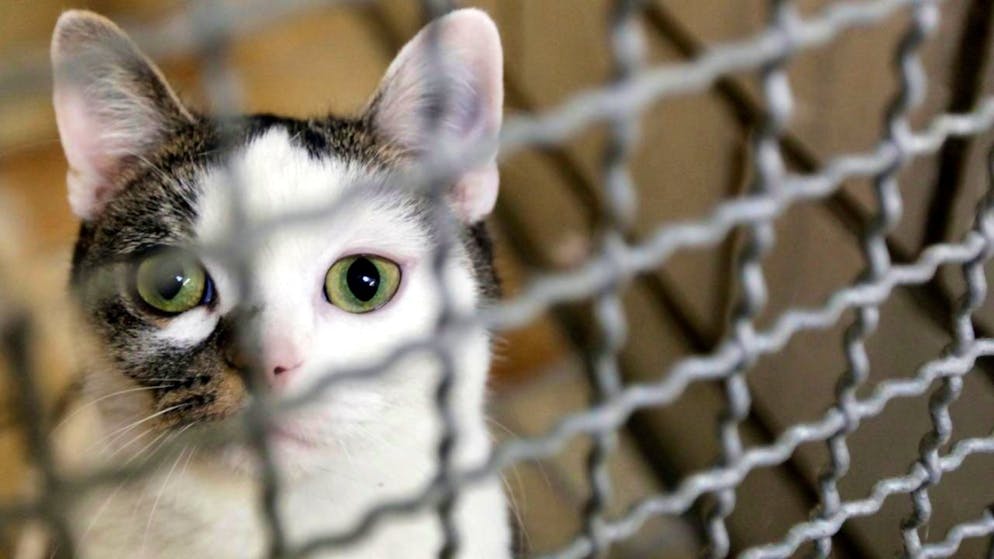 L'obligation de puçage et d’enregistrement des chats permettrait de retrouver plus rapidement les détenteurs d'animaux trouvés. Ceux-ci sont souvent placés pendant des mois dans des refuges déjà surchargés.