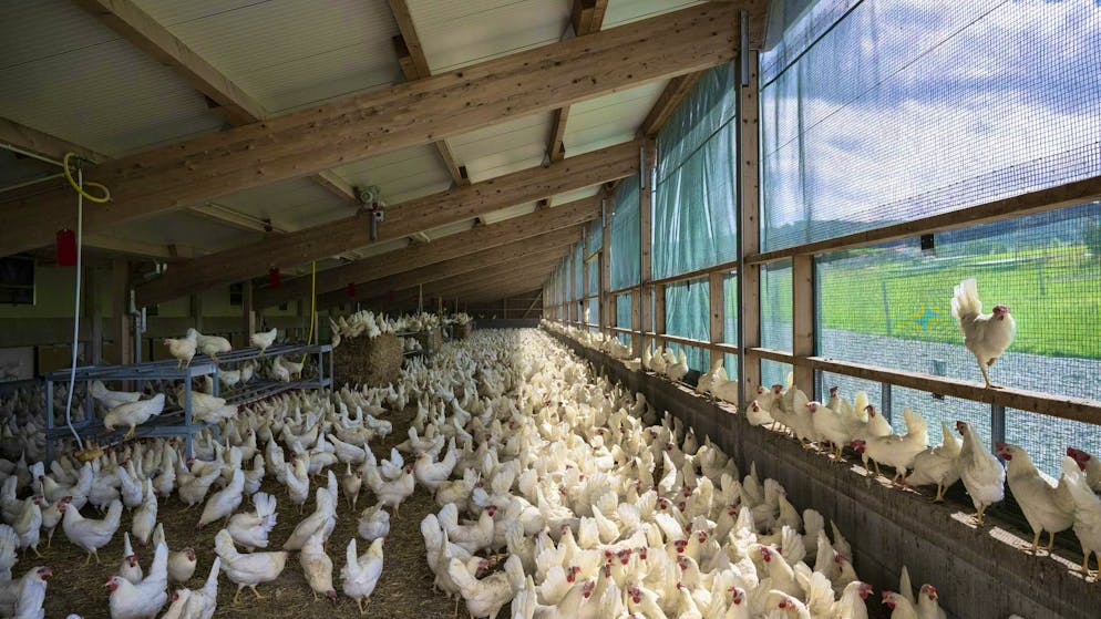 Niente allevamento all'aperto. L'influenza aviaria costringe anche i polli ruspanti svizzeri al chiuso