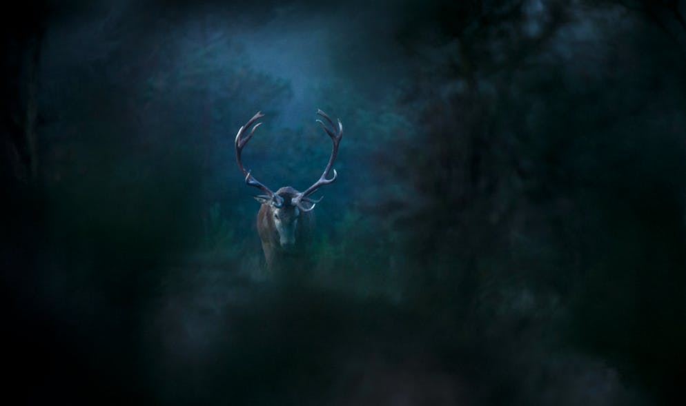Chant des forêts. Dans le film, les animaux ne font que passer de manière fugace, comme dans la forêt.