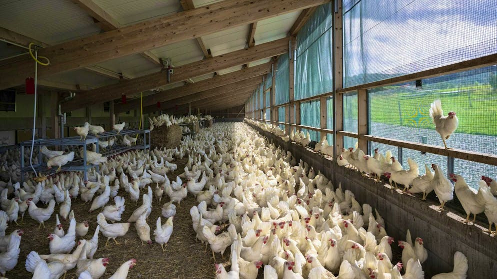 The federal government has issued strict measures against bird flu: Chickens and other poultry farm animals are now only allowed in the protected "outdoor climate area".