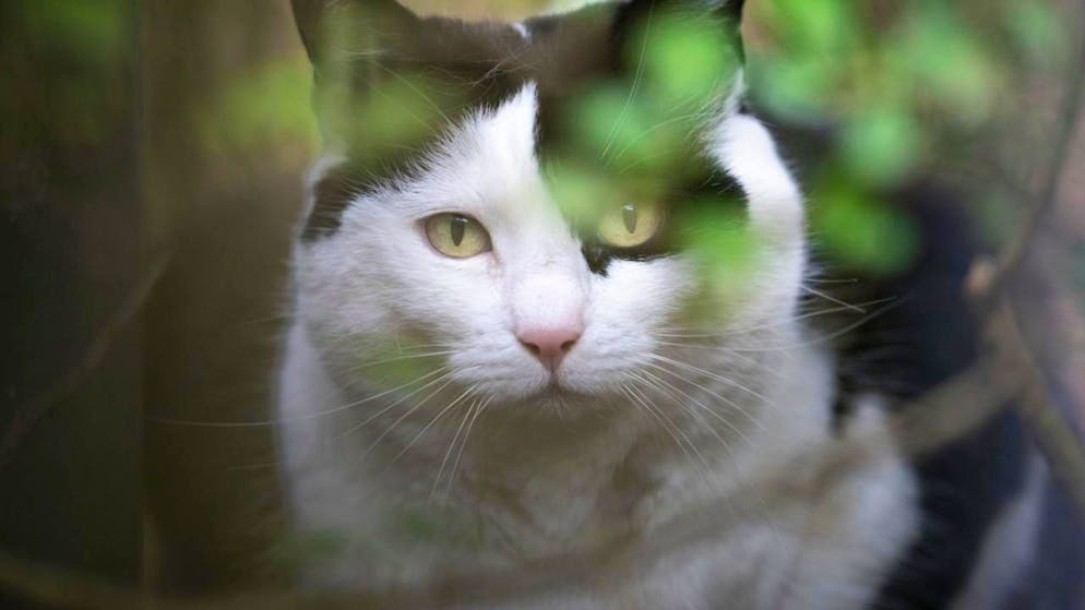 Secondo la SVS l'obbligo ridurrebbe tra l'altro il rischio di diffusione di malattie. (Foto archivio)
