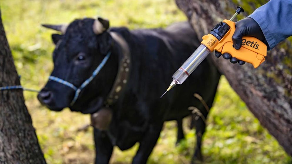 La dermatose nodulaire contagieuse provoque des drames chez les agriculteurs.